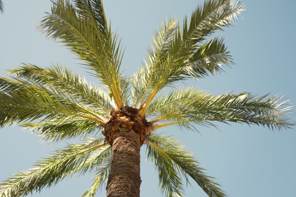 Palm Tree Removal in Kissimmee