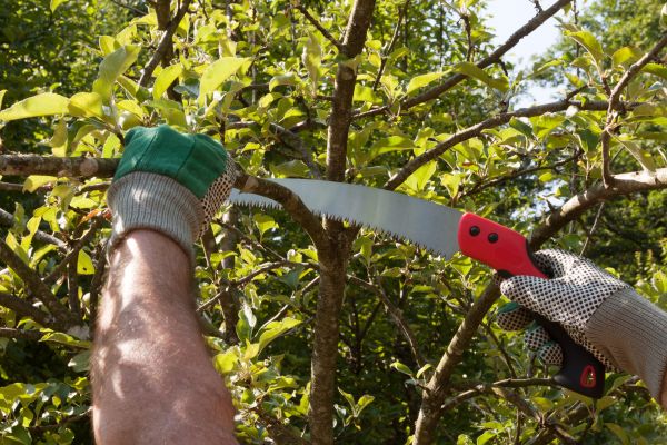 Small Tree Removal in Kissimmee
