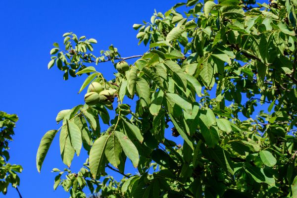 Walnut Tree Removal in Kissimmee