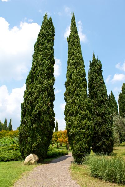 Cypress Tree Removal in Kissimmee