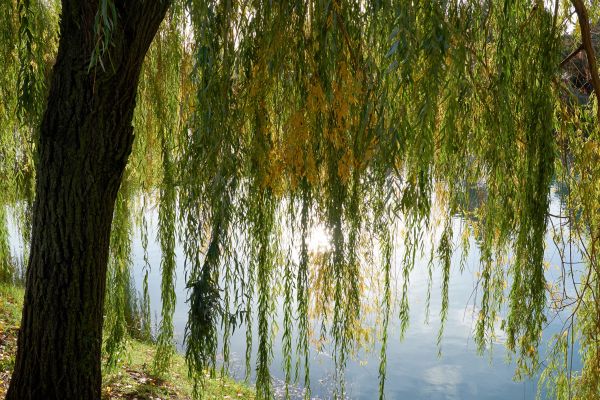 Willow Tree Removal in Kissimmee