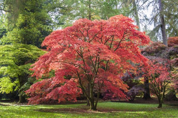 Maple Tree Removal in Kissimmee