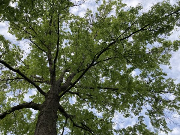 Oak Tree Removal in Kissimmee