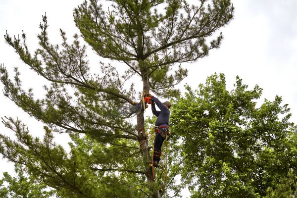 Pine Tree Removal in Kissimmee