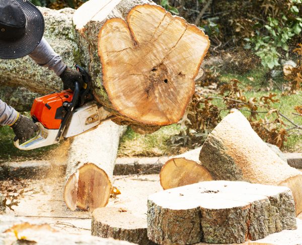 Tree Removal Service in Kissimmee