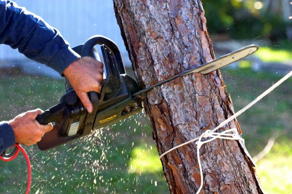 Dead Tree Removal in Kissimmee