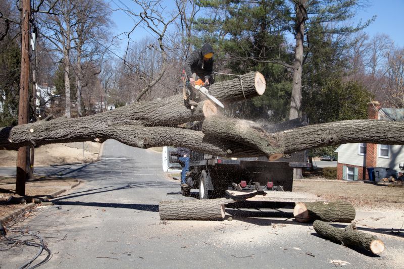 Tree Health and Removal Timing