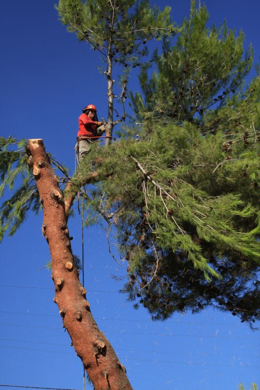 Safety Gear for Tree Removal