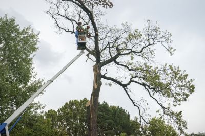 Hazardous Tree Assessment